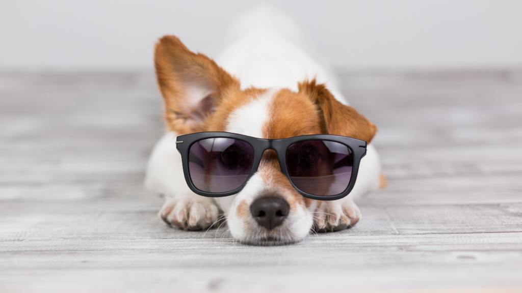 6 Energy-Saving Ways to Keep Pets Cool as Temperatures Rise