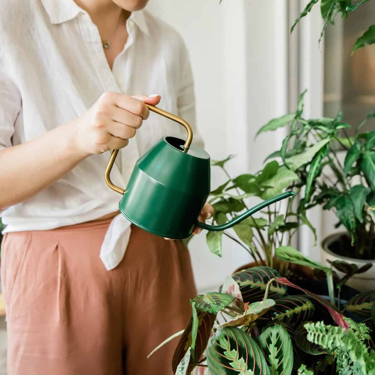 Indoor Plants Can Help Reduce Heat and Save Electricity - Heating Plants Indoors Without Over Heating